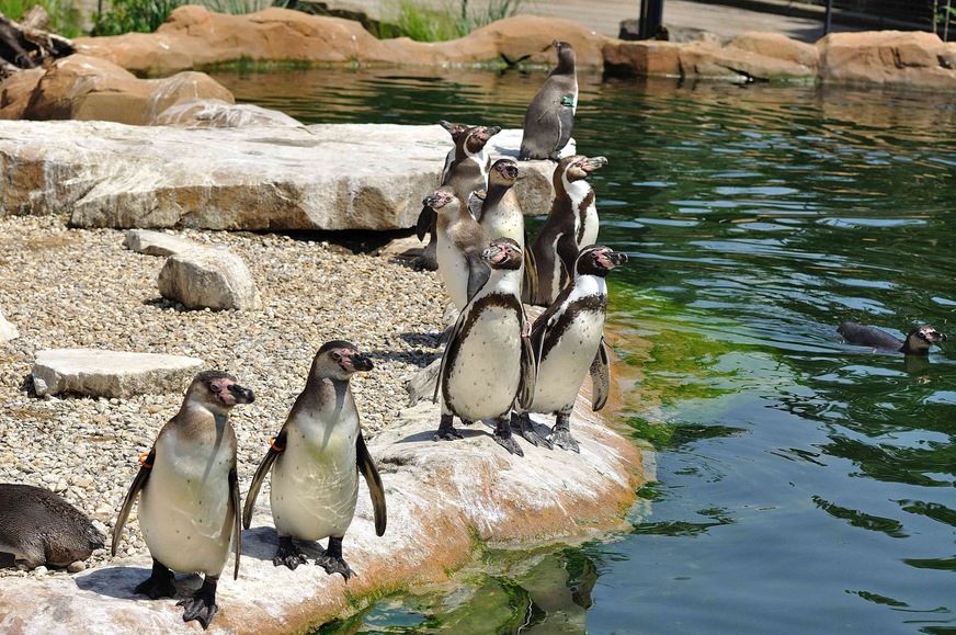 The Humboldt penguins share the habitat modelled on their Latin American home at Krefeld Zoo with Inca terns and red-shouldered ducks.