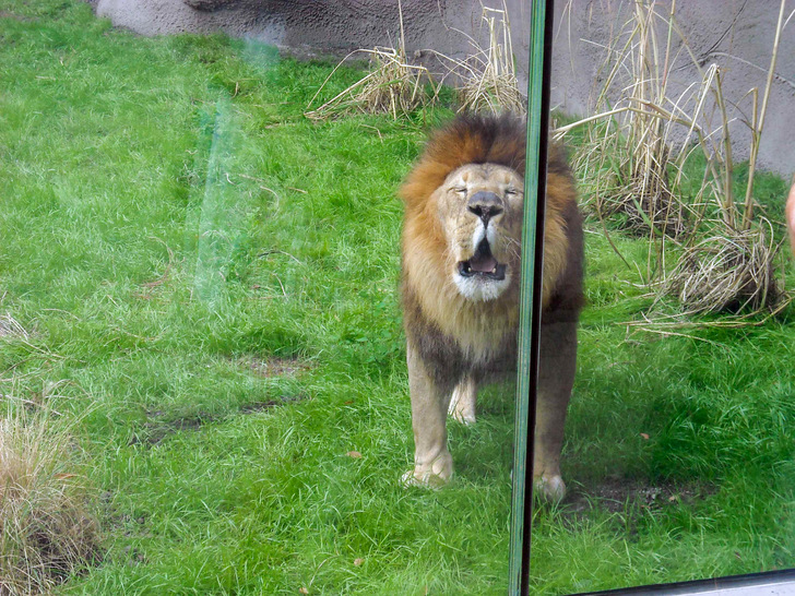 Giving lions a better zoo and patrons a better view without inviting real danger ...