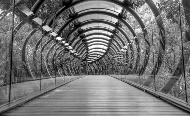 A suspended glass, wood and metal bridge in the forest around Johannesburg in South Africa