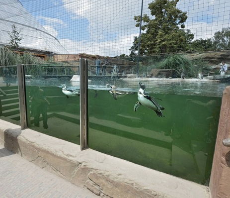 Safety glass makes it possible: an underwater view through the Stadip Aqua Panorama glass pane from Vetrotech of the nimble penguins and their fellow inhabitants, the red-shouldered ducks and Inca terns at Krefeld Zoo.